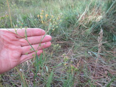 Bupleurum scorzonerifolium