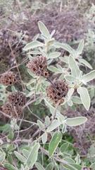Phlomis