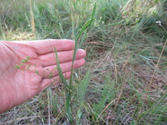 Bupleurum scorzonerifolium