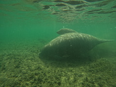 Trichechus manatus latirostris