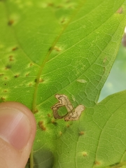 Stigmella speciosa