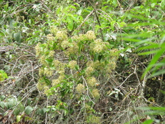 Clematis haenkeana