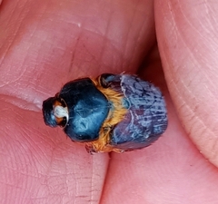 Heteronychus arator