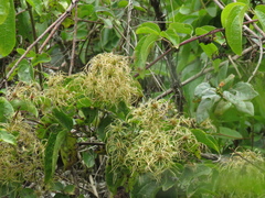 Clematis haenkeana