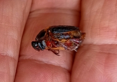 Heteronychus arator