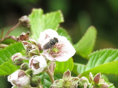 Asemosyrphus mexicanus