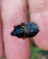 Heteronychus arator