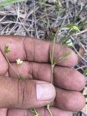 Arenaria lanuginosa