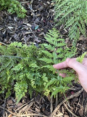 Asplenium × lucrosum
