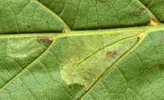Phyllonorycter rajella
