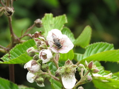 Asemosyrphus mexicanus