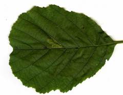 Phyllonorycter rajella