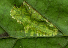 Phyllonorycter rajella