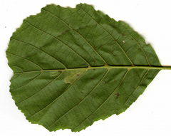 Phyllonorycter rajella