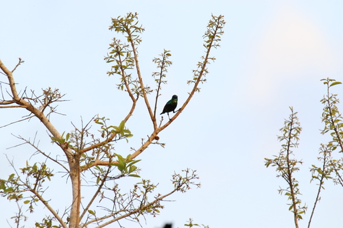 iNaturalist image