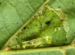 Phyllonorycter rajella
