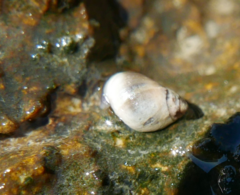 Littorininae