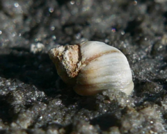 Littorininae