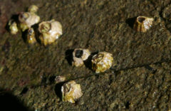 Balanomorpha