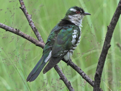 Chrysococcyx caprius