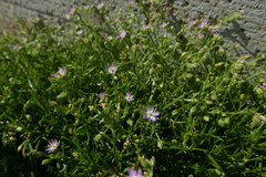 Spergularia