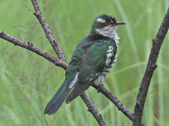 Chrysococcyx caprius