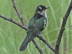 Chrysococcyx caprius