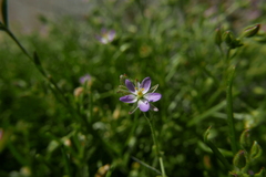 Spergularia
