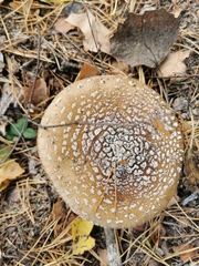 Amanita pantherina