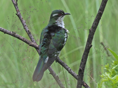 Chrysococcyx caprius