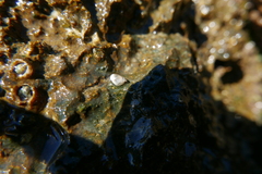 Littorininae