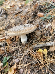 Amanita pantherina