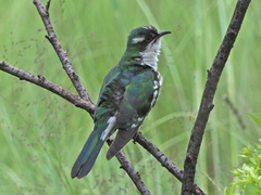 Chrysococcyx caprius