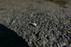 Littorininae