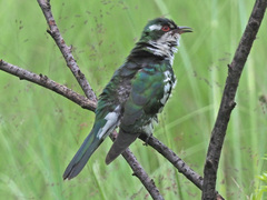 Chrysococcyx caprius