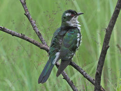 Chrysococcyx caprius