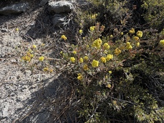 Eriogonum microtheca ambiguum