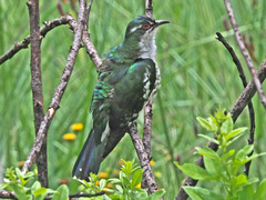 Chrysococcyx caprius