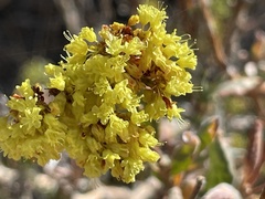 Eriogonum microtheca ambiguum