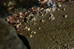 Balanomorpha