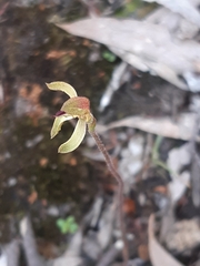 Caladenia transitoria