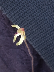 Caladenia transitoria
