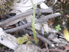 Caladenia transitoria