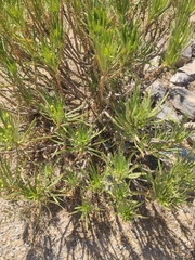 Euryops arabicus