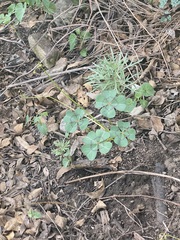 Oxalis tetraphylla