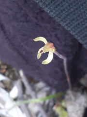 Caladenia transitoria