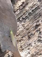 Mallada tripunctatus