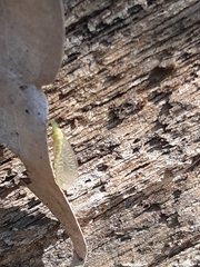 Mallada tripunctatus