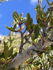 Cercocarpus ledifolius intermontanus