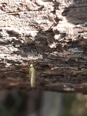 Mallada tripunctatus